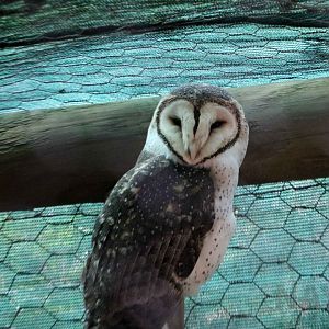 Masked owl, June 2016