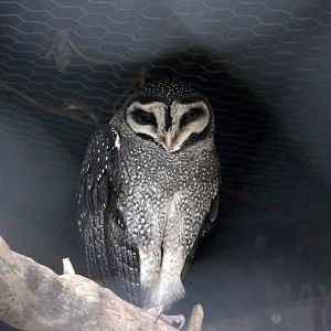 Lesser sooty owl, June 2016