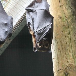 Spectacled flying fox, June 2016
