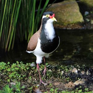 Banded lapwing, June 2016