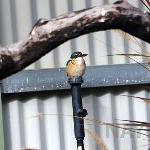 Sacred kingfisher, June 2016