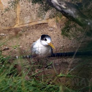 Crested tern, June 2016