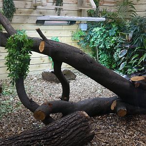 Inside the Dragon's Lair