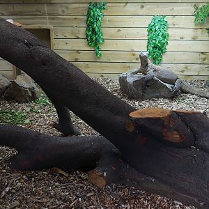 Pete the Dragon in his new Enclosure