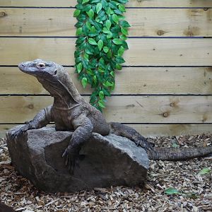 Meet Pete the Dragon!