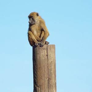 Guinea Baboon - YWP
