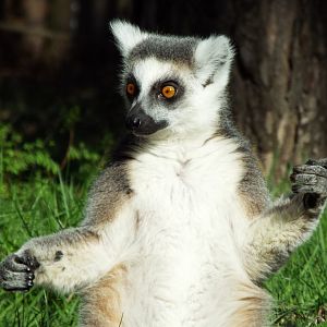 Ring-tailed lemur- YWP