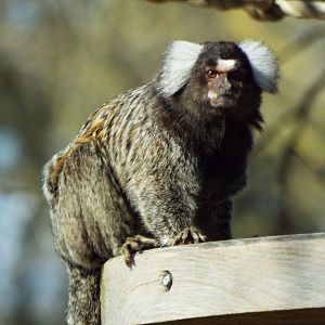 Common Marmoset - YWP