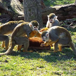 Squirrel Monkey feeding enrichment - YWP