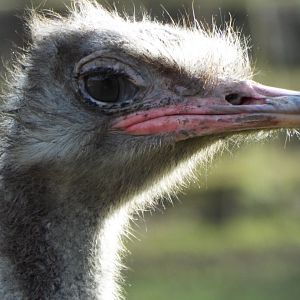 Ostrich - Dartmoor Zoo