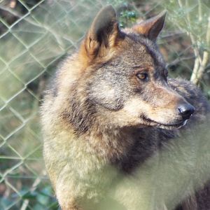 Iberian Wolf - Dartmoor Zoo