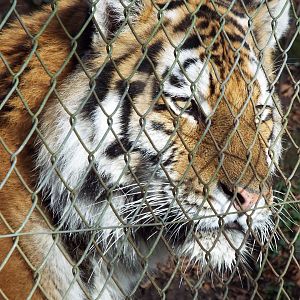 Amur Tiger - Dartmoor Zoo