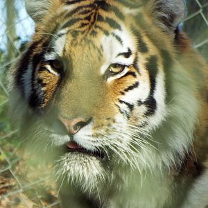 Amur Tiger - Dartmoor Zoo