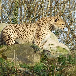 Cheetah - Dartmoor Zoo
