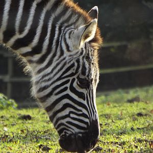 Grants Zebra - Dartmoor Zoo