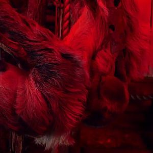 Baby Sloth @ Birmingham Wildlife Conservation Park