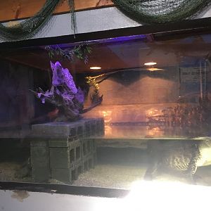 American Alligator/Alligator Snapping Turtle Tank