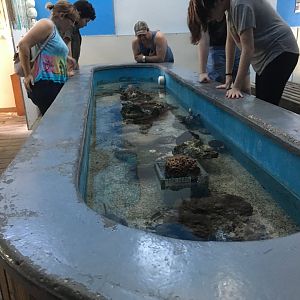 Horseshoe Crab Touch Tank