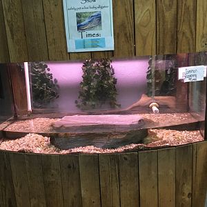 Common Snapping Turtle (Juvenile) Tank