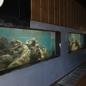 Green Moray Eel Tank