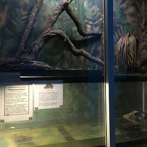 Reticulated Python (Top) Florid Box Turtle (Bottom)