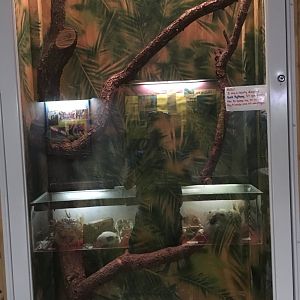 Burmese Python Terrarium