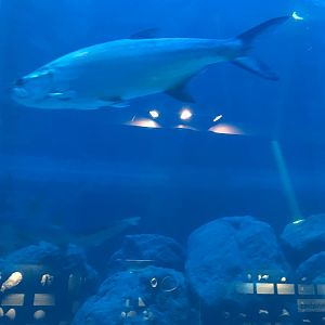 Tarpon