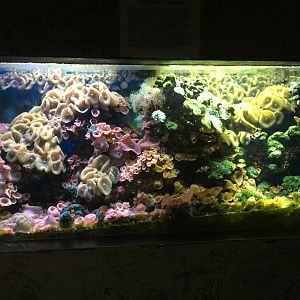 Coral Reef Tank