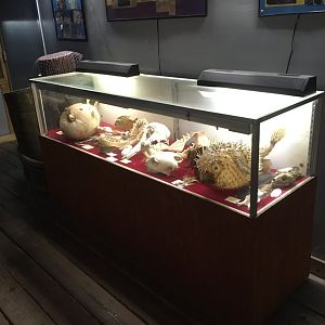 Pufferfish Model Display