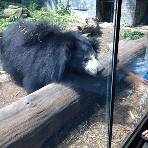 Sloth Bear