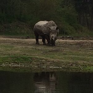 White Rhinoceros 2017