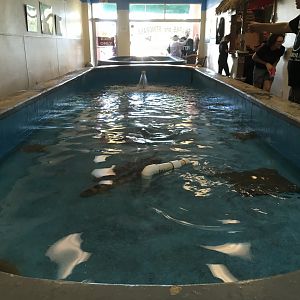 Stingray Feeding Pool