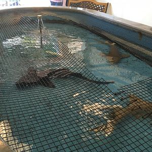 Shark Feeding Pool