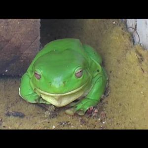 Green tree frog