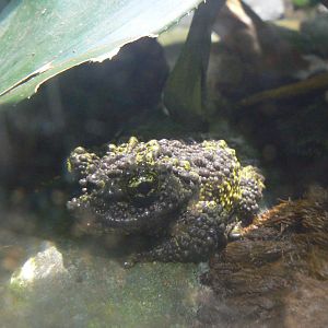Mossy Frog - 21 March 2018