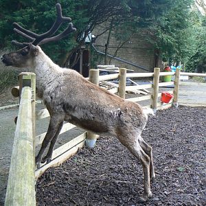 Domestic Reindeer  - 21 March 2018