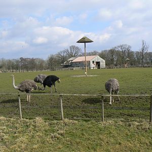 Ostrich, Zebra and Giraffe Paddock - 21 March 2018
