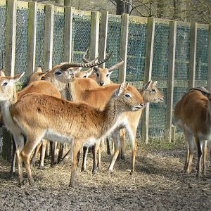 Kafue Lechwe  - 21 March 2018