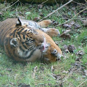 Sumatran Tiger - 21 March 2018