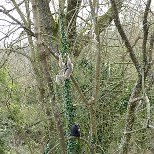 Pileated gibbon family, March 2018