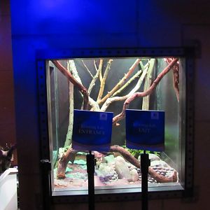 Curious Creatures Construction Update