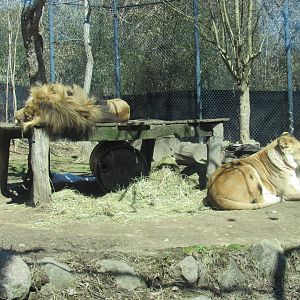 Tamarr and Mandisa, the African lions