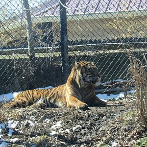 Bandar, the Sumatran tiger