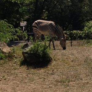 Hartmann’s Mountain Zebra