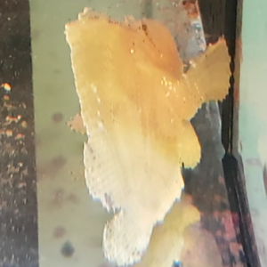 Taenianotus triacanthus