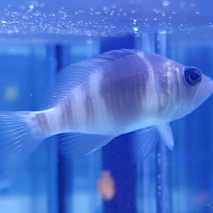 Hypoplectrus indigo - Indigo Hamet