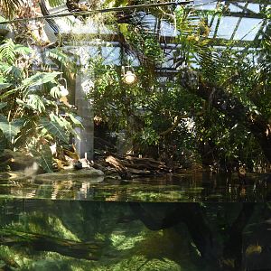 Renovated crocodile terrarium