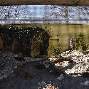 Rock partridge aviary