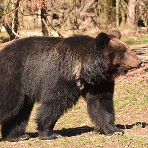 Ussuri brown bear
