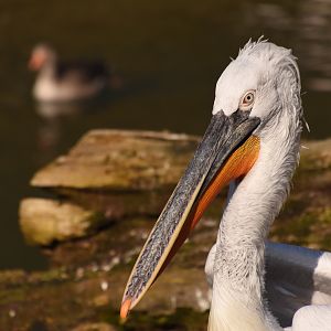Dalmatian pelican